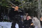 Krampusmuseum-in-Kitzbuehel-wieder-jeden-Sonntag-GEOeFFNET-